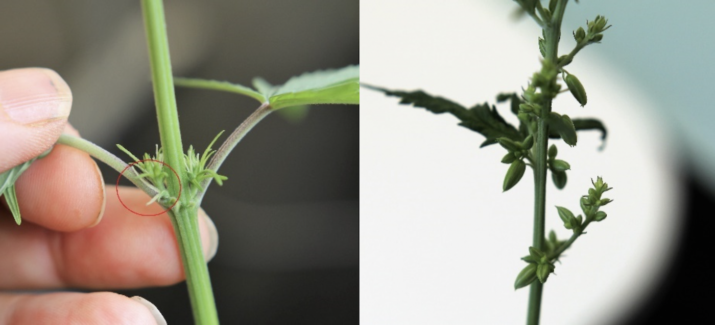 Male Female Hemp Cannabis Plants
